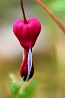 Bleeding Heart Single