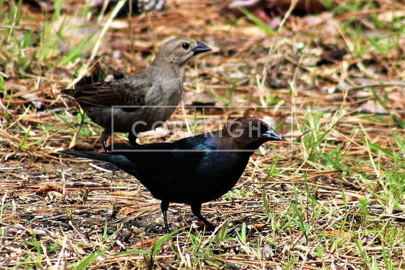 Brown Headed Cowbird couple