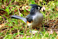 Tufted Titmouse