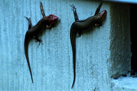 Broadhead skinks Male and Female