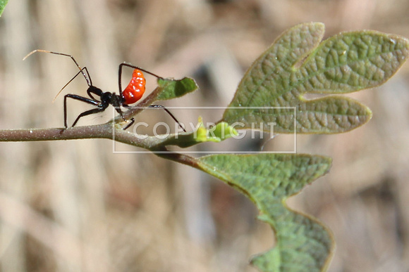 Baby Wheelbug