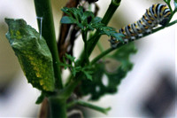 Black Swallowtail Chrysalis and Caterpillar