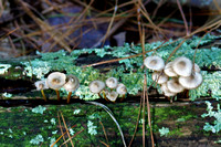 Common Bonnet